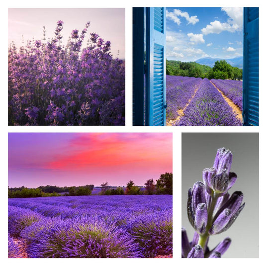 Lavender Fields Fragrance Oil