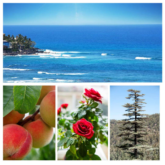 Ocean Breeze Fragrance Oil