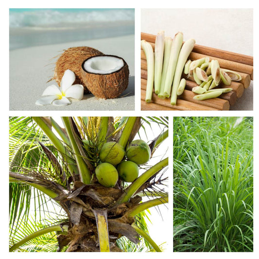Coconut & Lemongrass Fragrance Oil