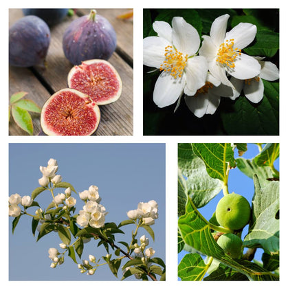 Fig & Jasmine Fragrance Oil