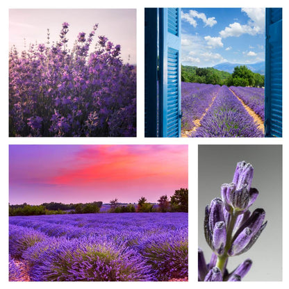 Lavender Fields Fragrance Oil - Being Discontinued