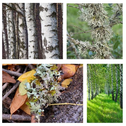 White Birch & Oakmoss  Fragrance Oil